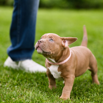 American Bully kiskutyák eladók