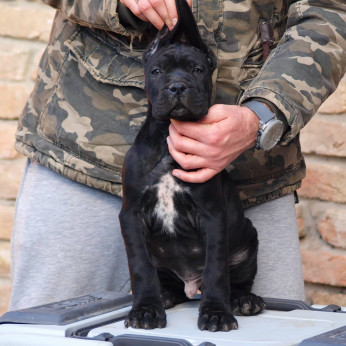 Cane Corso kiskutyák eladók