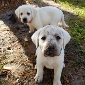 Gyönyörű labrador kiskutyák eladók