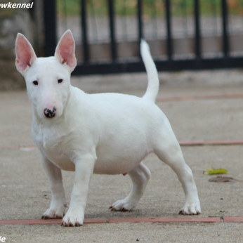 Mini Bull Terrier Kiskutyák