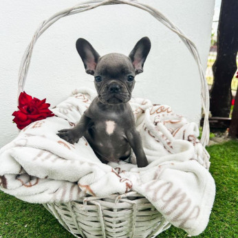 francia bulldog kölykök