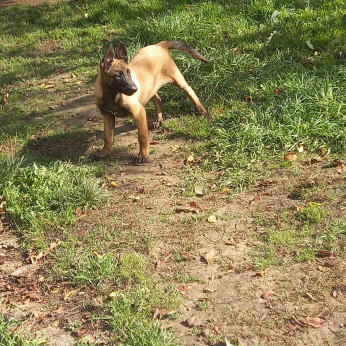 Malinois belga juhászkutya kölykök
