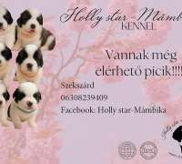 Bernáthegyi kiskutyák Minőségi Tenyészetből!