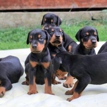 Doberman kölykök