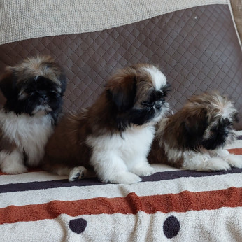 Shih-tzu babák Eladók!