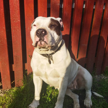 Amerikai Staffordshire terrier kiskutyák