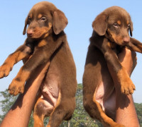 Kc Regisztrált Dobermann kölykök