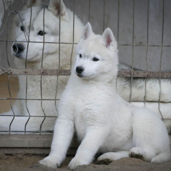 szibériai husky kölykök