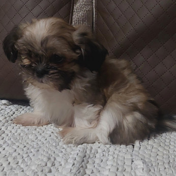 Shih-tzu babák Eladók!