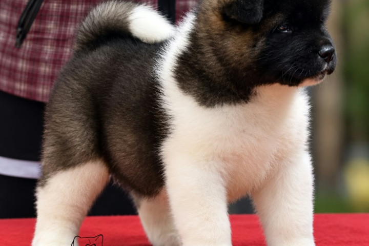 Amerikai akita kölykök