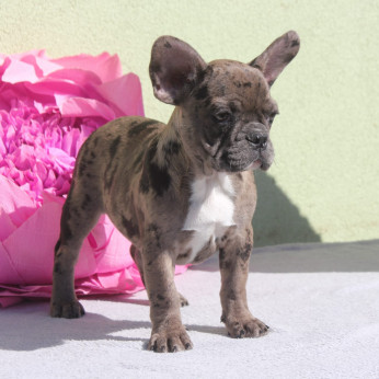 Merle francia bulldog kölyökkutya