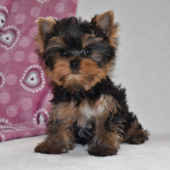 Minőségi törzskönyvezett Yorkshire terrier kisfiú