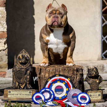 American Bully kiskutyák eladók