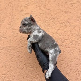 Egzotikus Francia Bulldog Balkán – KIVÁLÓ minőségű kölykök