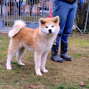 Japán Akita Inu kiskutyák