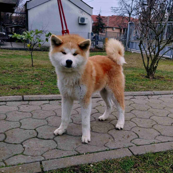 Japán Akita Inu kiskutyák