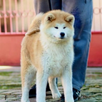 Akita Inu