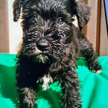 Eladó törpe schnauzer kiskutyák