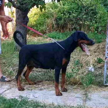 Dobermann alom