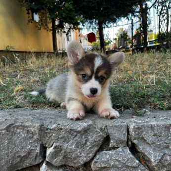 Walesi Corgi Pembroke kölykök