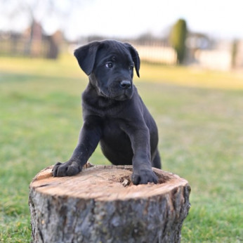 Cane Corso kiskutyák eladók