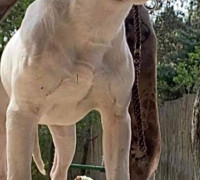 Dogo Argentino