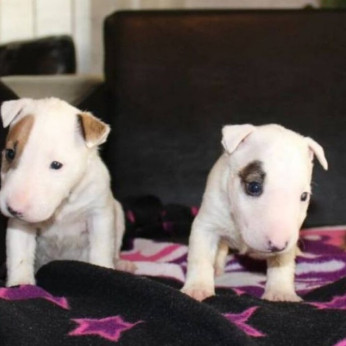 Mini bullterrier kölykök