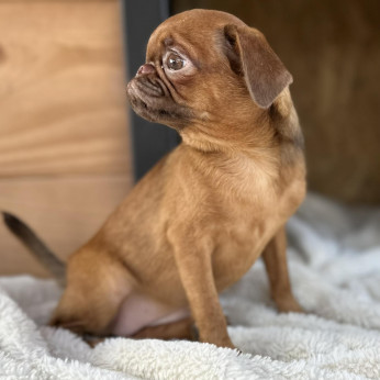 Petit Brabancon és Griffon kölykök