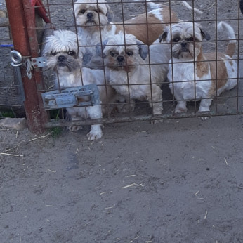 Shih- tzu szuka testvérek ajándékba elvihetők.
