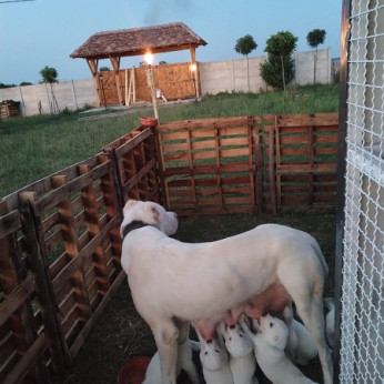 Gyönyörű fajtatiszta közép-ázsiai juhászkutya kölykök - Alabai