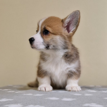 Welsh Corgi Pembroke kölyök