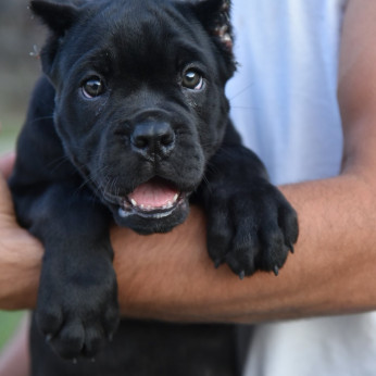 Cane Corso kölykök