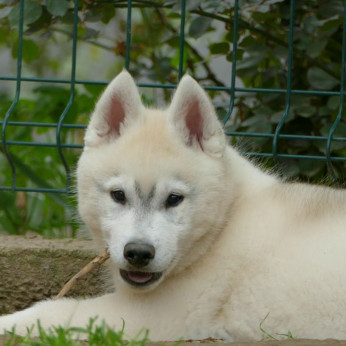 szibériai husky GYÖNYÖRŰ kutyusok