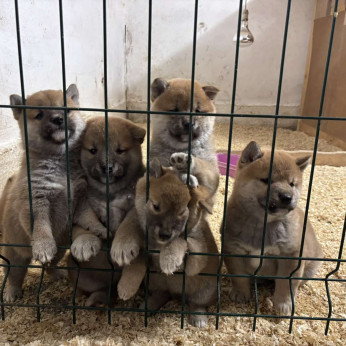 Champion származású Shiba inu kölykök