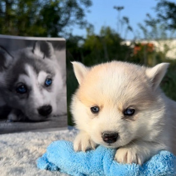 Pomsky, kifejezetten törpe és mini