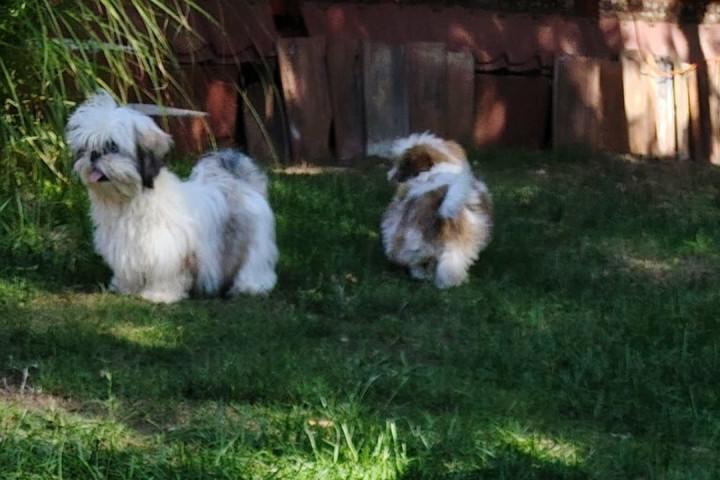 Shih-tzu babák Eladók!