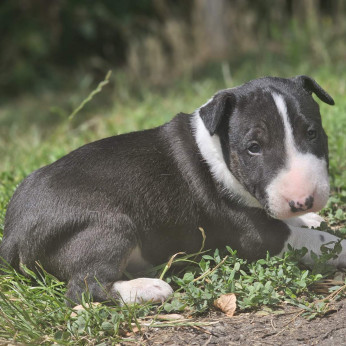 Eladó Miniatür bullterrier kiskutyák 06-20361-3778