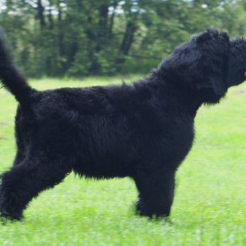 Fekete orosz terrier kölyökkutyák.