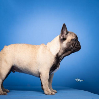 Francia bulldog kölykök