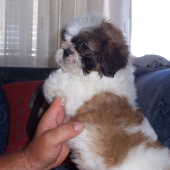 Shih-Tzu kölykök eladók!