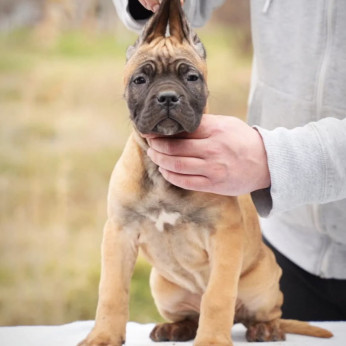 Cane Corso kölykök