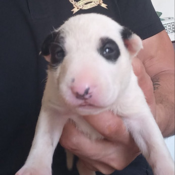 Normál bullterrier kölykök