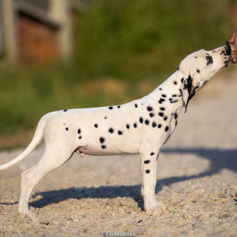 Dalmata kölyökkutyák
