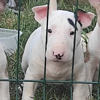 Bullterrier kölykök