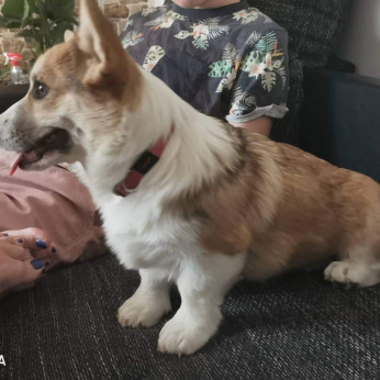 Pembroke walesi corgi kölykök