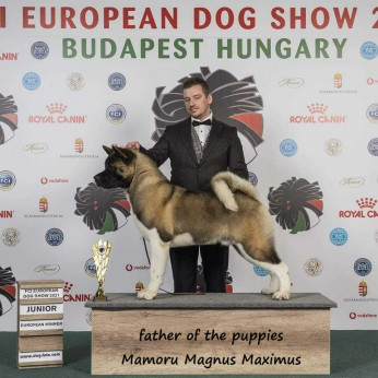 Amerikai akita kan kölykök