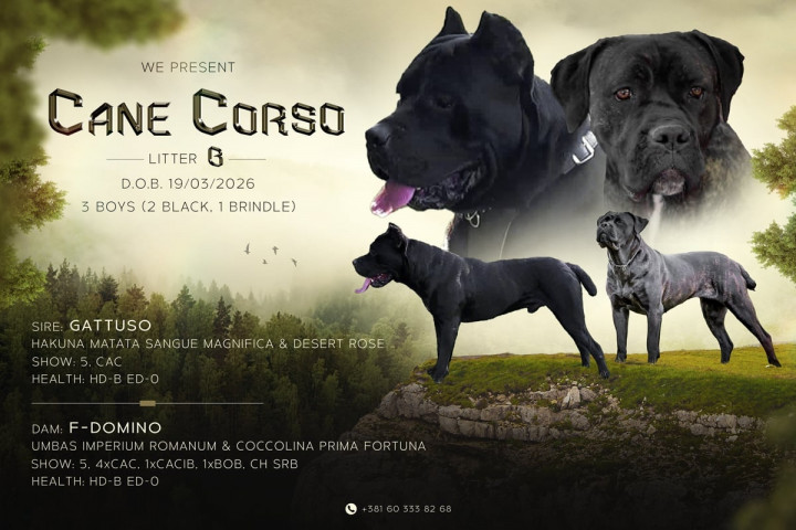 Cane Corso – eladó kölykök