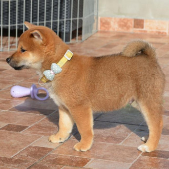 Shiba inu gyönyörű kiskutyák