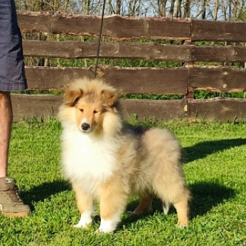 Collie-skót juhász kan kölyök