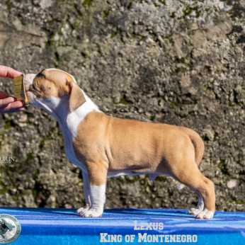 Amerikai Stafford terrier kölykök